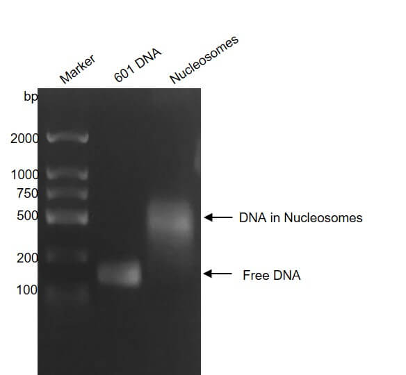 Recombinant Mononucleosomes H3.1 (K9M) - MyBio Ireland - Active Motif