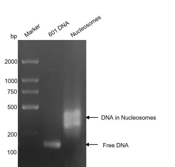 Recombinant Mononucleosomes H3.1 (K18M) - MyBio Ireland - Active Motif