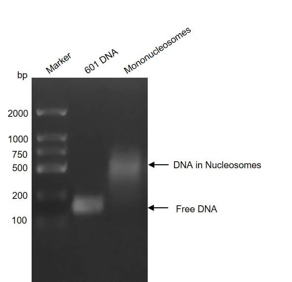 Recombinant Mononucleosomes H3.1 (K4I) - MyBio Ireland - Active Motif