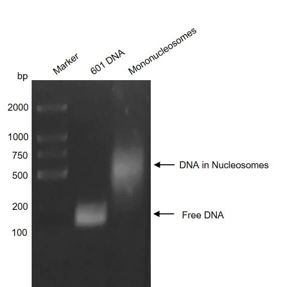 Recombinant Mononucleosomes H3.1 (R8G) - MyBio Ireland - Active Motif