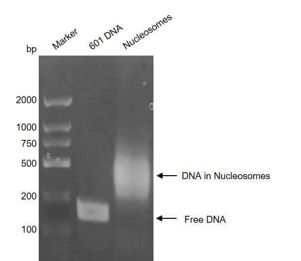 Recombinant Mononucleosomes H3.1 (K27M) - biotin - MyBio Ireland - Active Motif