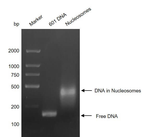 Recombinant Mononucleosomes H3.3 (K18M) - MyBio Ireland - Active Motif