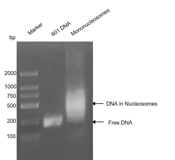 Recombinant Mononucleosomes (H1.2) - biotin - MyBio Ireland - Active Motif