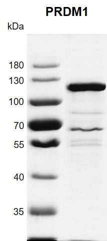 Recombinant PRDM1 protein - MyBio Ireland - Active Motif