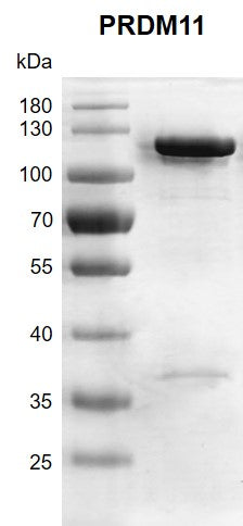 Recombinant PRDM11 protein - MyBio Ireland - Active Motif