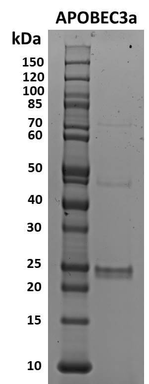Recombinant APOBEC3A (A3A) protein - MyBio Ireland - Active Motif