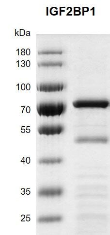 Recombinant IGF2BP1 protein - MyBio Ireland - Active Motif