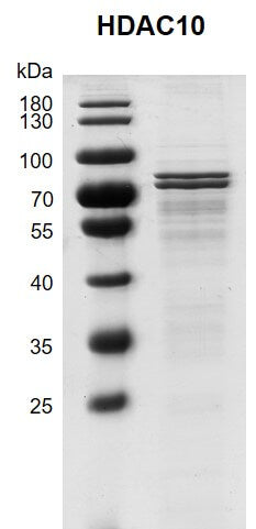 Recombinant HDAC10 (2-631) protein - MyBio Ireland - Active Motif