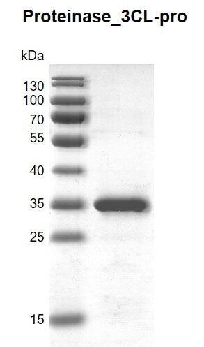 Recombinant SARS-CoV-2 3C-Like Proteinase (NSP5), His-Tag - MyBio Ireland - Active Motif