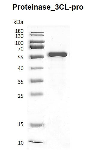 Recombinant SARS-CoV-2 3C-Like Proteinase (NSP5), GST-Tag - MyBio Ireland - Active Motif