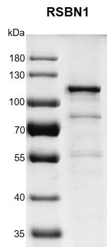 Recombinant RSBN1 / KDM9 protein - MyBio Ireland - Active Motif