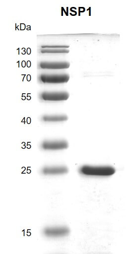 Recombinant SARS-CoV-2 NSP1 protein - MyBio Ireland - Active Motif