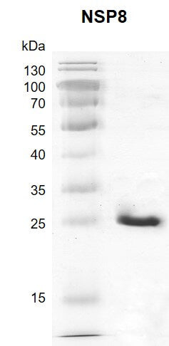 Recombinant SARS-CoV-2 NSP8 protein - MyBio Ireland - Active Motif