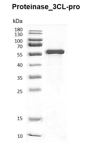 Recombinant SARS-CoV-2 3C-Like Proteinase, GST-Tag - MyBio Ireland - Active Motif