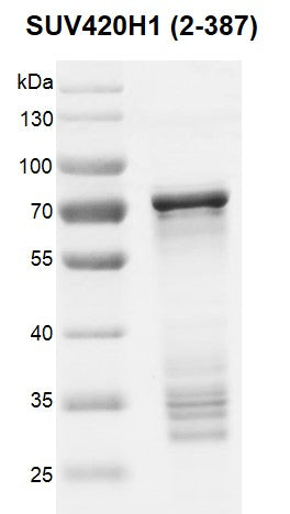 Recombinant SUV420H1 (2-387) protein - MyBio Ireland - Active Motif
