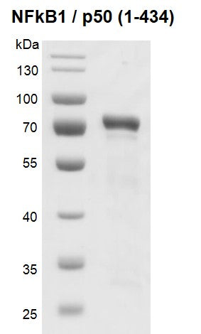 Recombinant NFκB1 p50 (1-434) protein - MyBio Ireland - Active Motif