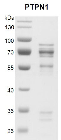 Recombinant PTPN1 protein - MyBio Ireland - Active Motif