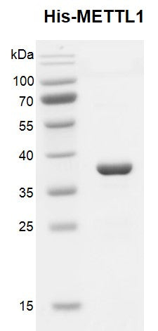 Recombinant METTL1 protein, His-Tag - MyBio Ireland - Active Motif