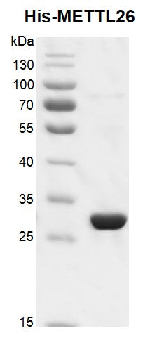 Recombinant METTL26 (JFP2) protein - MyBio Ireland - Active Motif