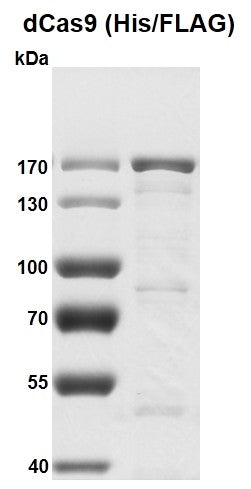 Recombinant dCas9 protein, His/FLAG Tag - MyBio Ireland - Active Motif