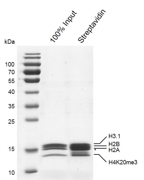 Recombinant Mononucleosomes H4K20me3 (MLA) - biotin - MyBio Ireland - Active Motif