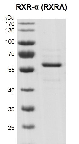 Recombinant RXR-α (RXRA) protein - MyBio Ireland - Active Motif