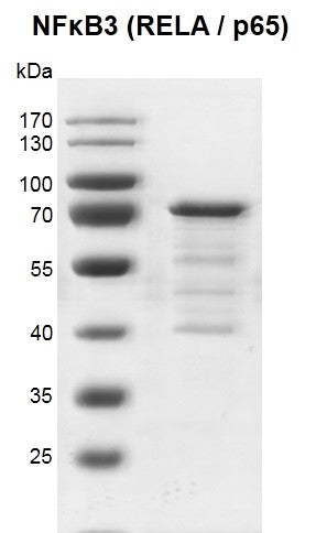 Recombinant NFκB3 (RELA / p65) protein - MyBio Ireland - Active Motif