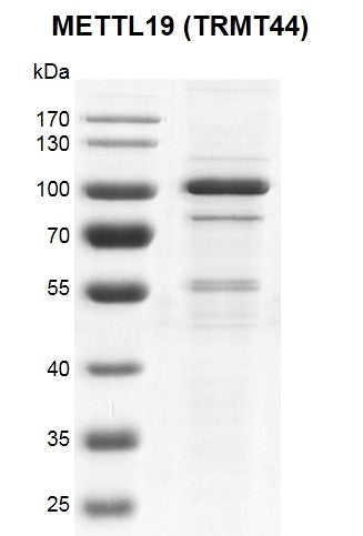 Recombinant METTL19 (TRMT44) protein - MyBio Ireland - Active Motif