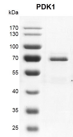 Recombinant PDK1 protein - MyBio Ireland - Active Motif