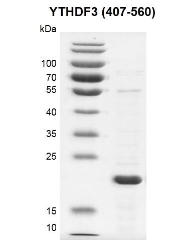 Recombinant YTHDF3 (407-560) protein - MyBio Ireland - Active Motif