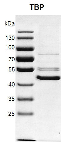 Recombinant TBP protein - MyBio Ireland - Active Motif