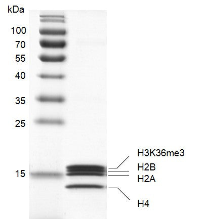 Recombinant Mononucleosomes H3K36me3 (MLA) - MyBio Ireland - Active Motif