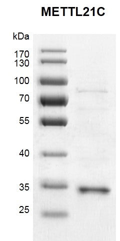 Recombinant METTL21C protein - MyBio Ireland - Active Motif