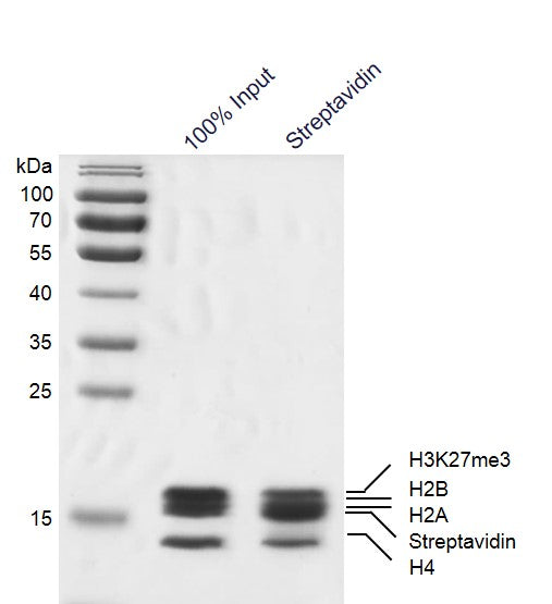 Recombinant Mononucleosomes H3K27me3 (MLA) - biotin - MyBio Ireland - Active Motif