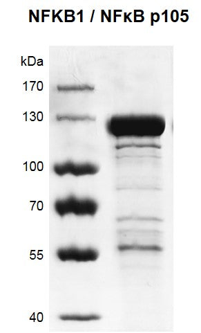 Recombinant NFκB1 p105 protein - MyBio Ireland - Active Motif