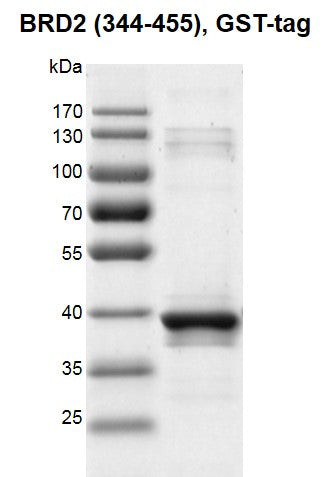 Recombinant BRD2 (344-455) protein, GST-Tag - MyBio Ireland - Active Motif