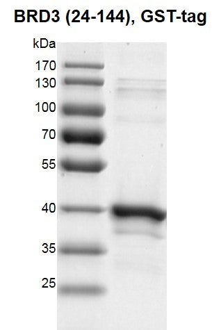 Recombinant BRD3 (24-144) protein, GST-Tag - MyBio Ireland - Active Motif