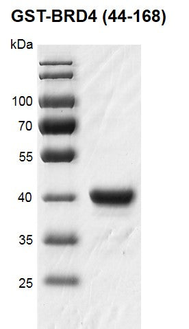 Recombinant BRD4 (44-168) protein, GST-Tag - MyBio Ireland - Active Motif