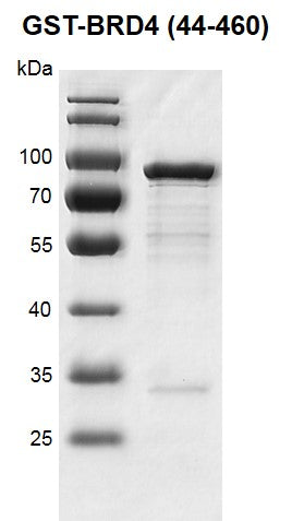 Recombinant BRD4 (44-460) protein, GST-Tag - MyBio Ireland - Active Motif