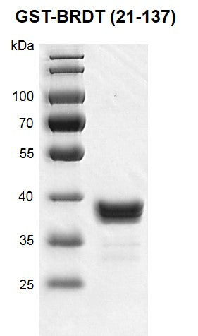 Recombinant BRDT (21-137) protein, GST-Tag - MyBio Ireland - Active Motif