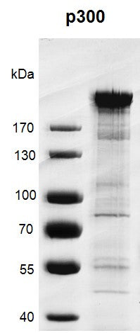 Recombinant p300 protein - MyBio Ireland - Active Motif