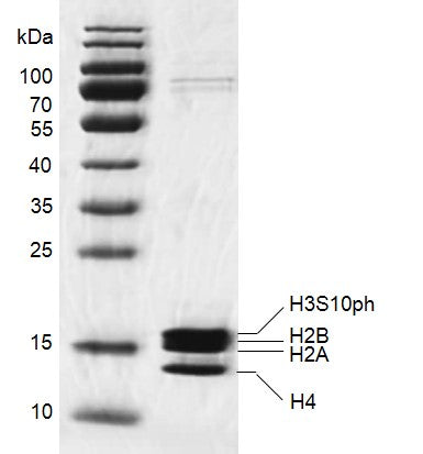 Recombinant Mononucleosomes H3S10ph (EPL) - biotin - MyBio Ireland - Active Motif