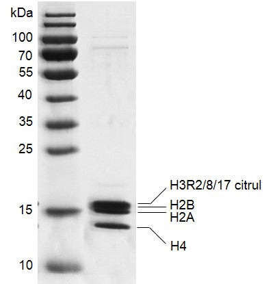 Recombinant Mononucleosomes H3R2/8/17 citrul (EPL) - biotin - MyBio Ireland - Active Motif