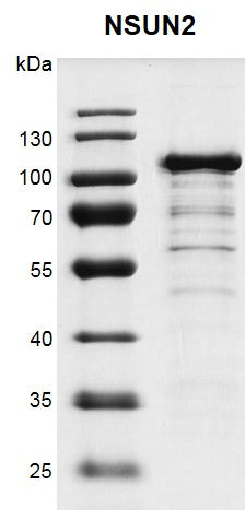 Recombinant NSUN2 protein - MyBio Ireland - Active Motif