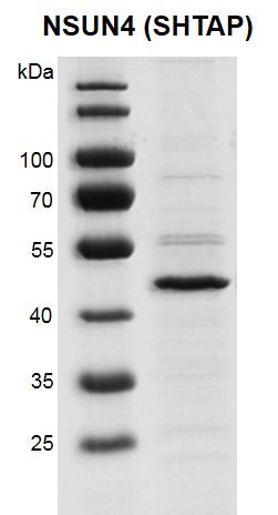 Recombinant NSUN4 (SHTAP) protein - MyBio Ireland - Active Motif