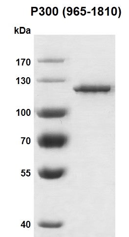 Recombinant p300 protein, catalytic domain - MyBio Ireland - Active Motif