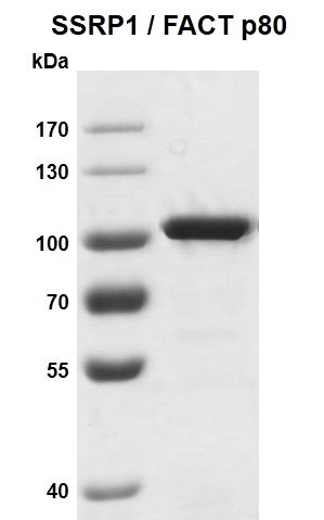 Recombinant SSRP1 / FACT p80 protein - MyBio Ireland - Active Motif