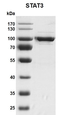 Recombinant STAT3 protein - MyBio Ireland - Active Motif