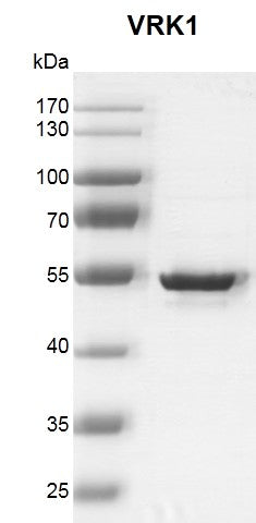 Recombinant VRK1 protein - MyBio Ireland - Active Motif