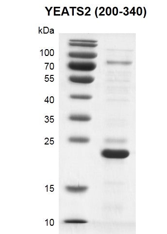 Recombinant YEATS2 (200-340) protein - MyBio Ireland - Active Motif